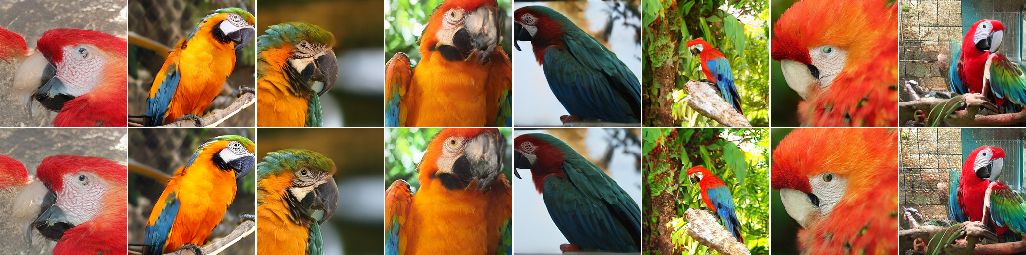 Class 88: macaw generated samples: original decoder in the top row and LP-GANs in the bottom row.