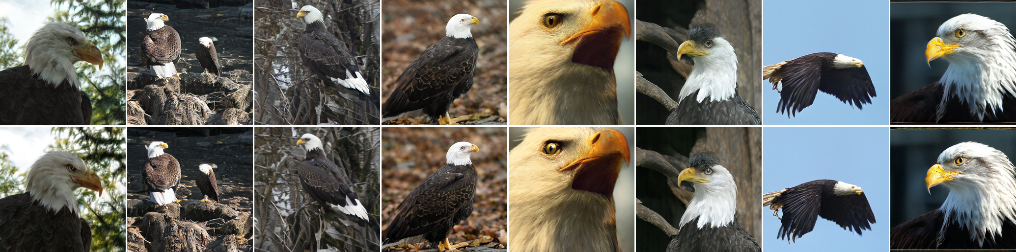 Class 22: bald eagle generated samples: LP-GANs without paired supervision in the top row and with paired supervision in the bottom row.