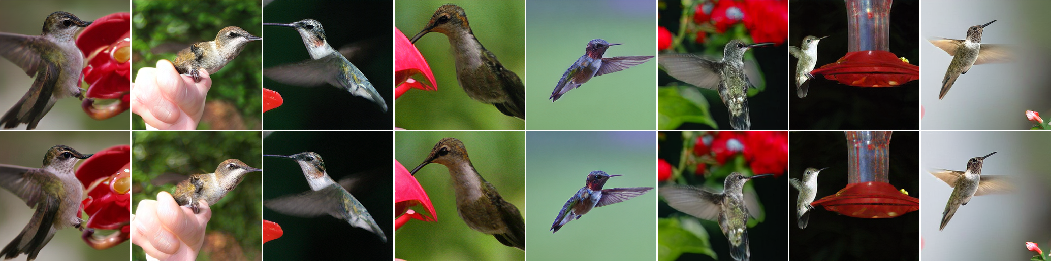 Class 94: hummingbird generated samples: LP-GANs without paired supervision in the top row and with paired supervision in the bottom row.